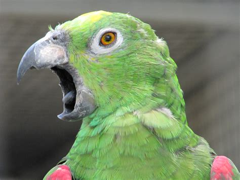 mad parrot.